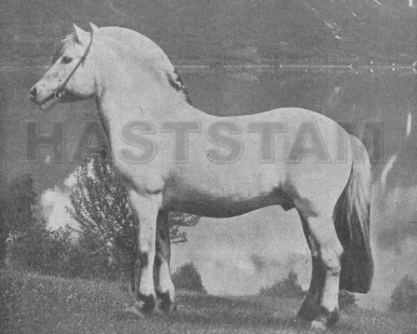 stallion Håkon Jarl N.645 (Fjord Horse, 1913, from Hårfager Bolsoy)
