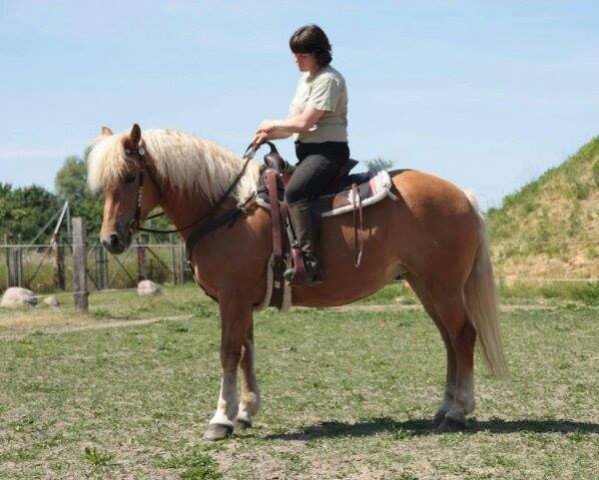 broodmare Abby (Haflinger, 2007)