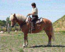 Pferd Abby (Haflinger, 2007)