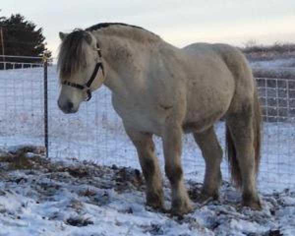 stallion Kjor Hunter (Fjord Horse, 2012, from Runar Frå Opdal)