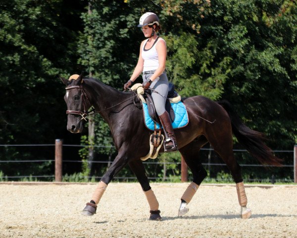 horse Amor (KWPN (Royal Dutch Sporthorse), 2005, from Sir Corland)