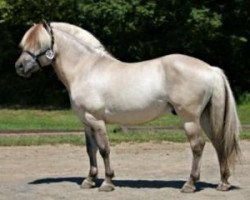 stallion Tolgar (Fjord Horse, 1998, from Sinklar N.2535)