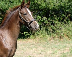 dressage horse Bienenkönigin N (Westphalian, 2018, from HBS Backround)