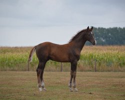 dressage horse Bootsmann N (Westphalian, 2018, from HBS Backround)