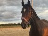 broodmare Nora Naseweiss (German Riding Pony, 2009, from Noir de Luxe)