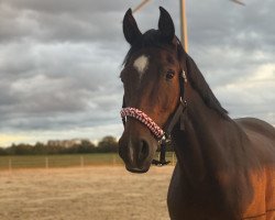 dressage horse Nora Naseweiss (Deutsches Reitpony, 2009, from Noir de Luxe)