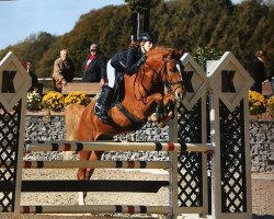 jumper Pia's Potter (German Riding Pony, 2013, from Pilatus)