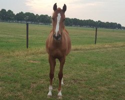 broodmare Quelle AEG (Belgian Warmblood, 2016, from Indoctro)