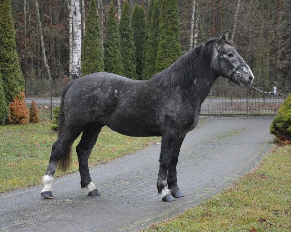 Pferd Fedia (Polnisches Kaltblut, 2015)
