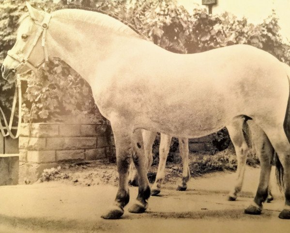 broodmare Havanna I (Fjord Horse,  , from Bjørgar F (He) 27)