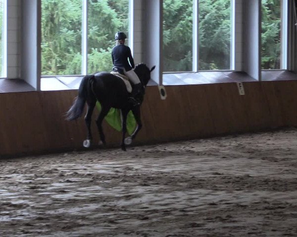 Reitturnier Dohrener Pferdetage 2017