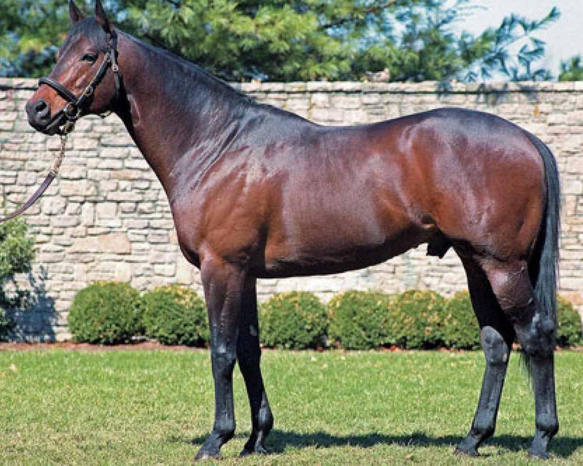 stallion Grand Slam xx (Thoroughbred, 1995, from Gone West xx)