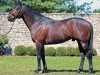 stallion Grand Slam xx (Thoroughbred, 1995, from Gone West xx)