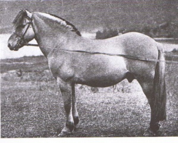 stallion Njål N.166 (Fjord Horse, 1891, from Fleitner N.97)