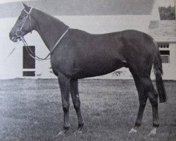 stallion Samos xx (Thoroughbred, 1964, from Sheshoon xx)