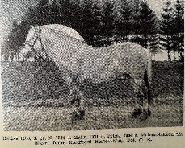 Deckhengst Bamse N.1160 (Fjordpferd, 1940, von Malm N.1071)