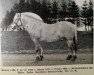 stallion Bamse N.1160 (Fjord Horse, 1940, from Malm N.1071)