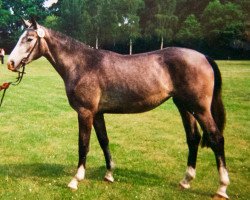 broodmare Wayana (Hanoverian, 1993, from Westwall)