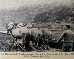 horse Primus N.881 (Fjord Horse, 1928, from Håkon Jarl N.645)