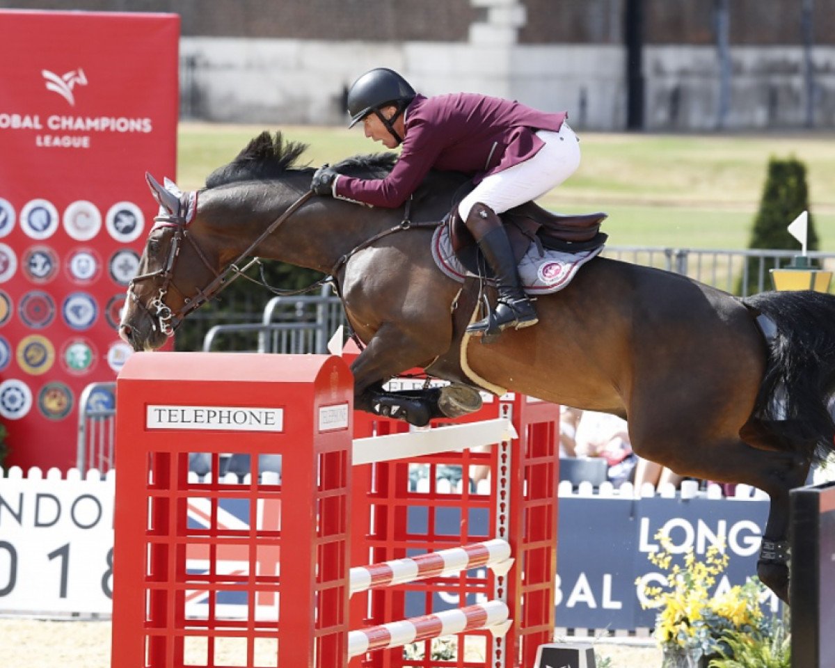 jumper El Wee Widge (anglo european sporthorse, 2009, from Wheaweij de Landetta)
