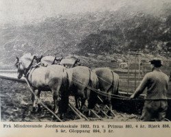 horse Bjørk N.858 (Fjord Horse, 1927, from Håkon Jarl N.645)