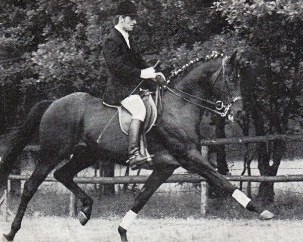 stallion Marsilio xx (Thoroughbred, 1963, from Masetto xx)