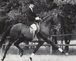 stallion Marsilio xx (Thoroughbred, 1963, from Masetto xx)