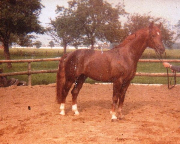stallion Argwohn I (Hanoverian, 1973, from Argus)