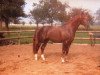 stallion Argwohn I (Hanoverian, 1973, from Argus)