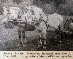 broodmare Nora N.2868 (Fjord Horse, 1929, from Håkon Herdebred N.740)