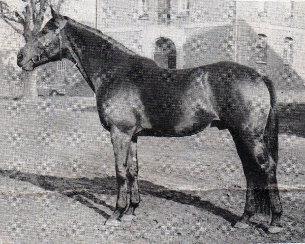 stallion Marconi (Hanoverian, 1957, from Marcio xx)