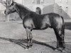 horse Marconi (Hanoverian, 1957, from Marcio xx)