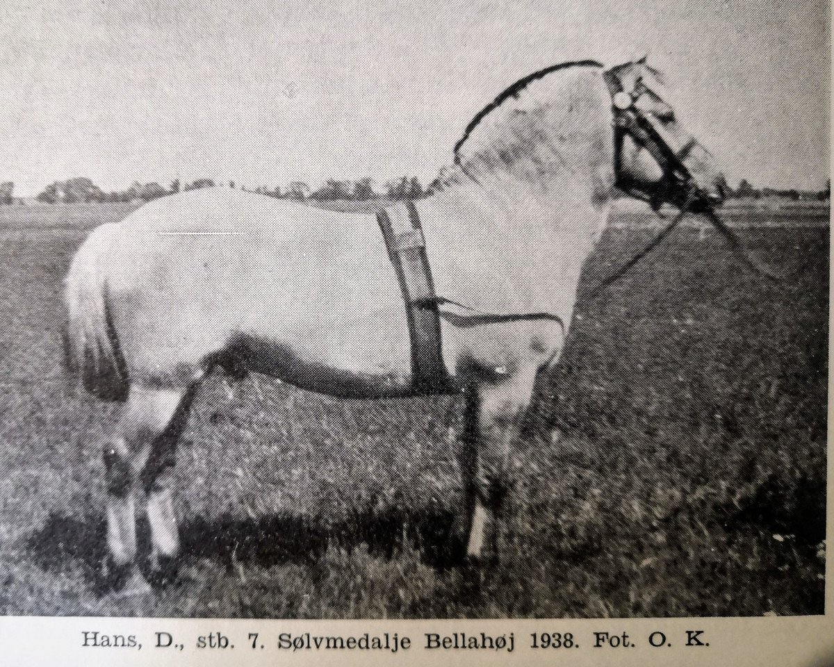 Deckhengst Hans D 7 (Fjordpferd, 1933, von Noralv N.897)