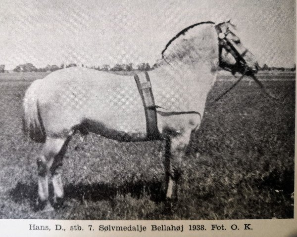 Deckhengst Hans D 7 (Fjordpferd, 1933, von Noralv N.897)