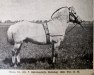 stallion Hans D 7 (Fjord Horse, 1933, from Noralv N.897)
