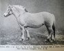 Zuchtstute Selma N.2423 (Fjordpferd, 1926, von Kåreson-Eresfjord)