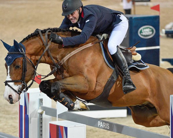 stallion Utamaro d'Ecaussines (Belgium Sporthorse, 2004, from Diamant de Semilly)