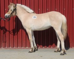 broodmare Smedsmo Oline (Fjord Horse, 2017, from Hermanto N.2711)