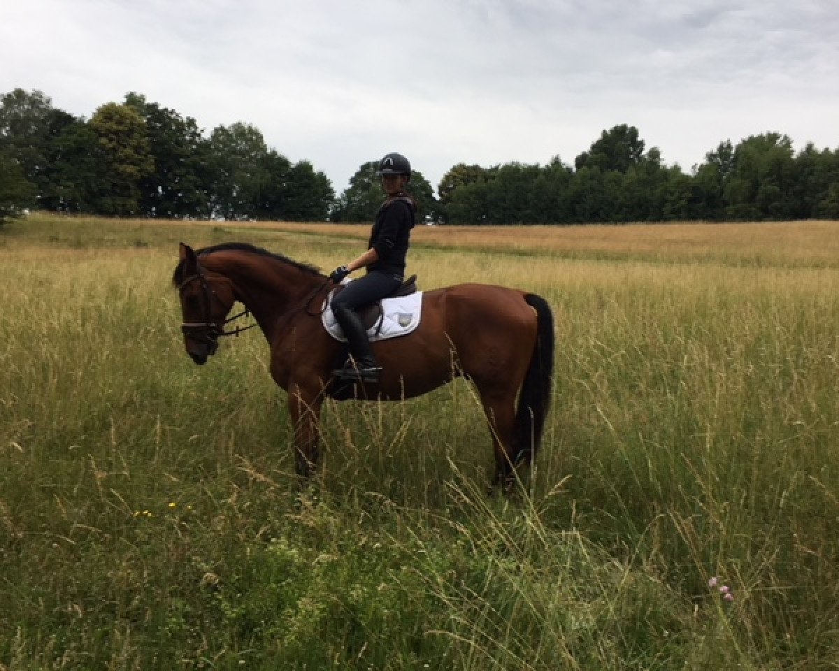 jumper Chester (Oldenburg show jumper, 2012, from Check In 2)