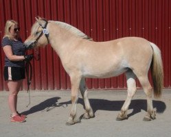 horse Bondhus Fjellfina (Fjord Horse, 2017, from Fjell Finn)