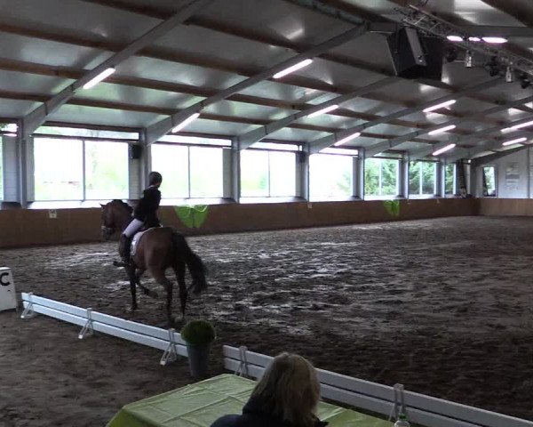 Reitturnier Dohrener Pferdetage 2017