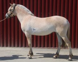 broodmare Nordbustad Stella (Fjord Horse, 2017, from Dalargutt N.2595)