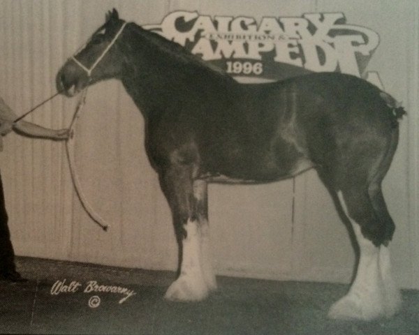 broodmare Willow Way Cassandra (Clydesdale, 1992, from Torrs Jubilant)