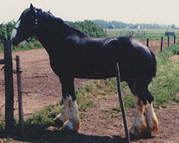 stallion Torrs Black Magic (Clydesdale, 1977, from Torrs Trophy)