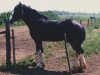 stallion Torrs Black Magic (Clydesdale, 1977, from Torrs Trophy)