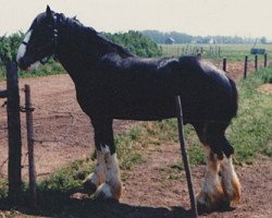 Deckhengst Torrs Black Magic (Clydesdale, 1977, von Torrs Trophy)