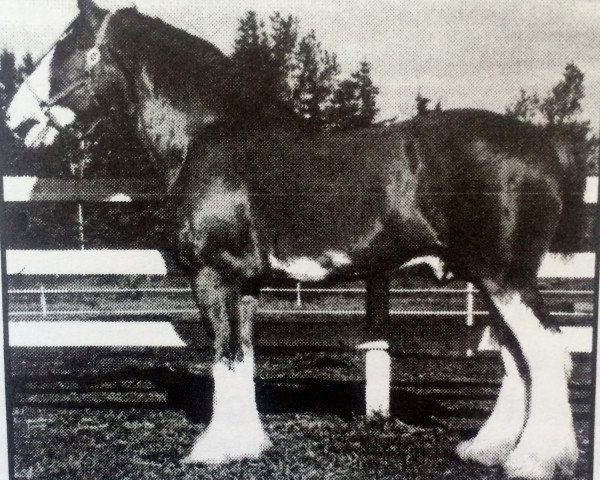 stallion Torrs Cup Winner (Clydesdale, 1990, from Torrs Bardrill Ideal)