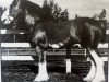 stallion Torrs Cup Winner (Clydesdale, 1990, from Torrs Bardrill Ideal)