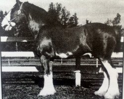 Deckhengst Torrs Cup Winner (Clydesdale, 1990, von Torrs Bardrill Ideal)