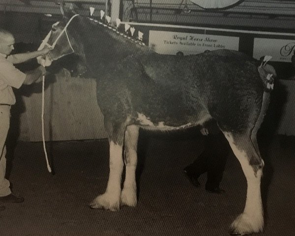 broodmare Willow Way Claudia (Clydesdale, 1997, from Torrs Cup Winner)